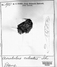 Lasiobolus papillatus image